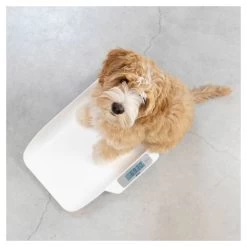 Alecto Babyweegschaal BC-29 -Babyproducten Verkoop image 28068